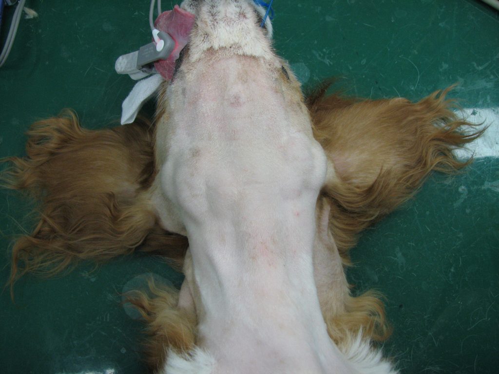 犬のリンパ腫