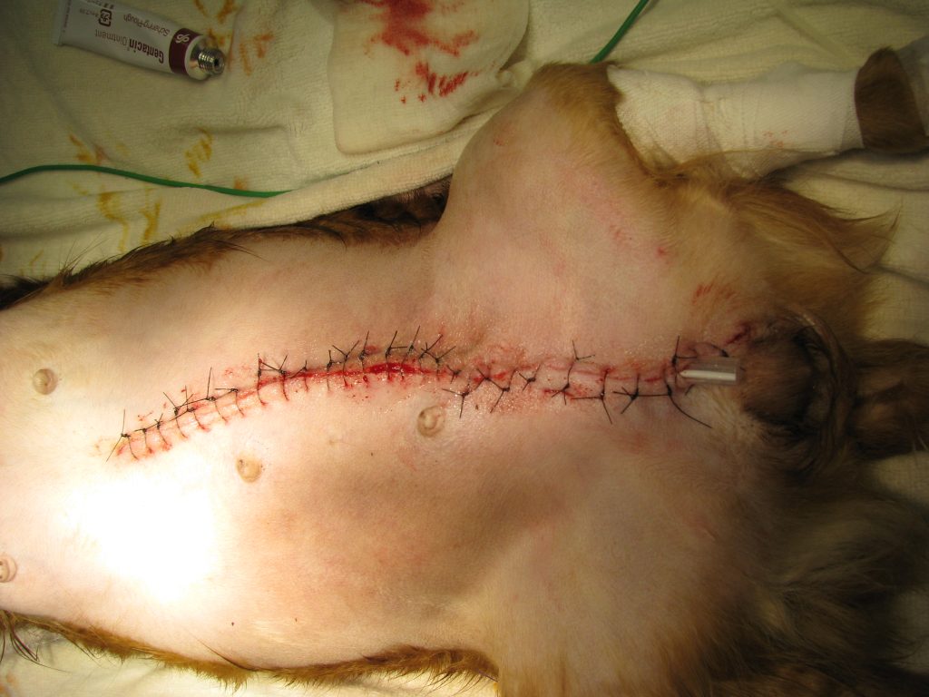 犬の乳腺腫瘍 術後