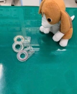 犬と猫の腫瘍（がん）治療 | マエカワ動物病院／滋賀動物がん